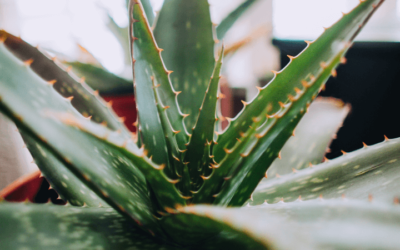 Aloe vera – pestovanie, účinky a jej starostlivosť