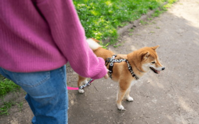 Ako vybrať postroj pre psa na bežné nosenie, ťahanie alebo do auta?